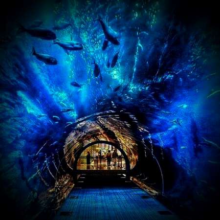 The Lost Chambers Aquarium, Dubai 